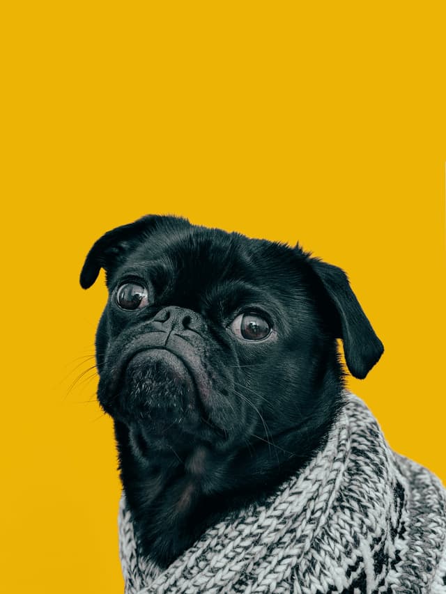 pet